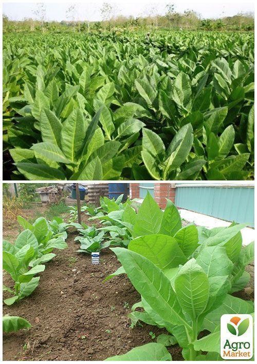 На вагу насіння Тютюн "Курильний" ТМ "Весна" ціна за 1г - фото 4