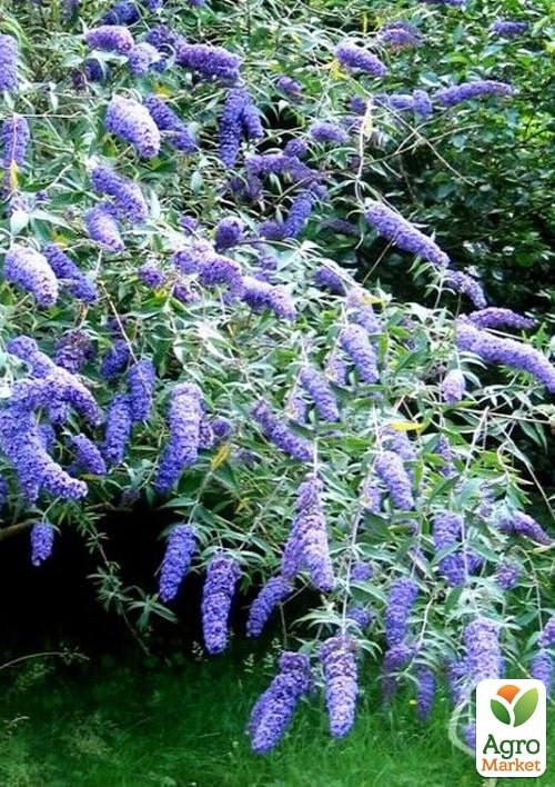 Буддлея Давида "Adonis Blue" С3, висота 20-40см - фото 2