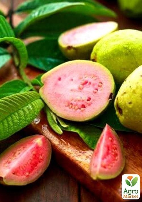 Гуава (саджанець 25-30 см) - фото 4