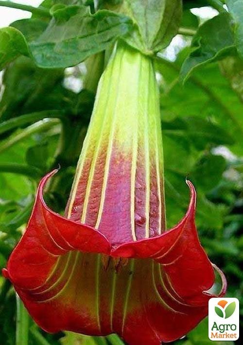 Бругмансия древовидная "Rood"