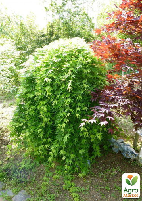 Клен японский "Ryusen" высота 35-55см