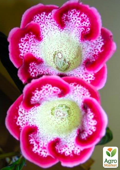 Глоксинія "Tigre Red" 1шт в упаковці