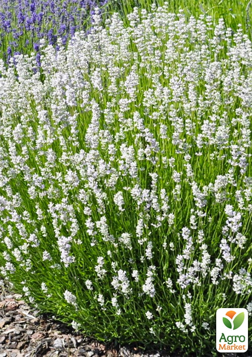LMTD Лаванда белоснежная 2-х летняя "Edelweiss" (20-30см) - фото 5