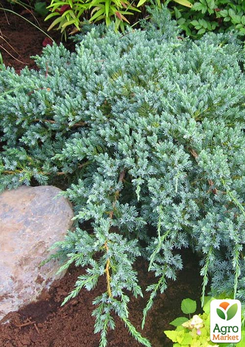 Можжевельник чешуйчатый "Blue Carpet" горшок Р9