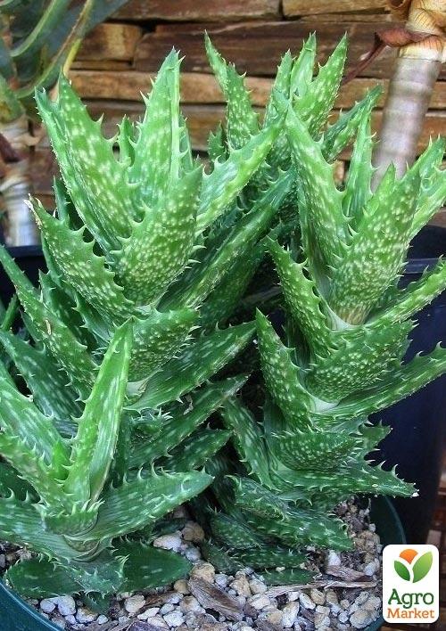 Суккулент "Алоэ" (Aloe Juvenna) (Нидерланды)