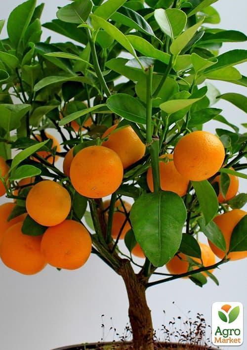 Мандарин "Михо Васе"