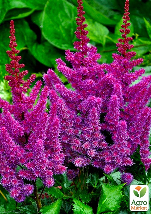 Астильба "Purpurkerze" 1шт