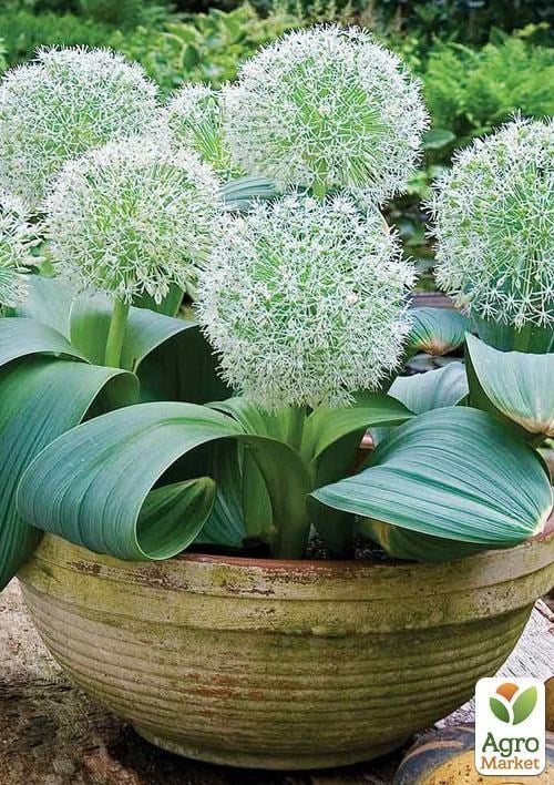 Аллиум "Ivory Queen" 1шт в упаковке