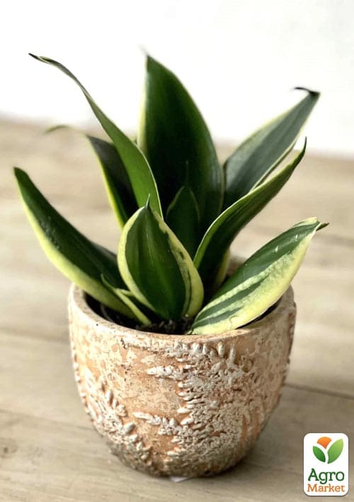 LMTD Сансевієрія "Jade Pagoda" висота рослини 15-25см - фото 6