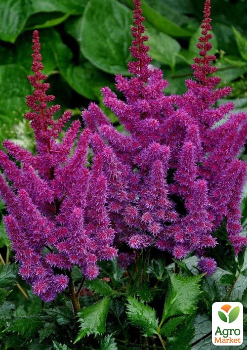 Астильба "Amethyst"  - фото 2