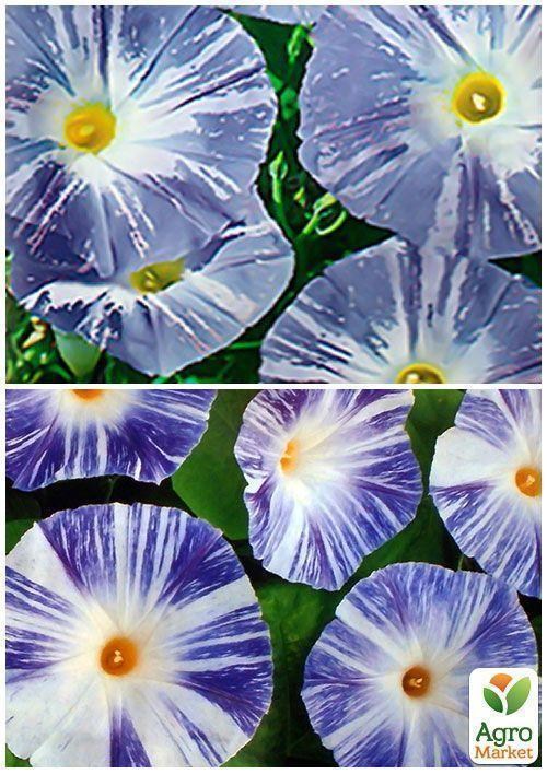 На развес Ипомея "Флаинг соурсес" ТМ "Весна" цена за 2г - фото 4