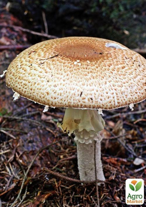 Сухой зерновой мицелий "Шампиньон миндальный" 100г