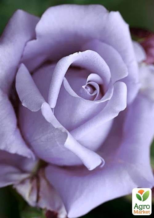 Роза плетистая "Indigoletta" в контейнере, высший сорт - фото 3