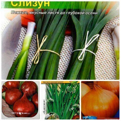 Комплект семян лука "Пикантный урожай" 5уп
