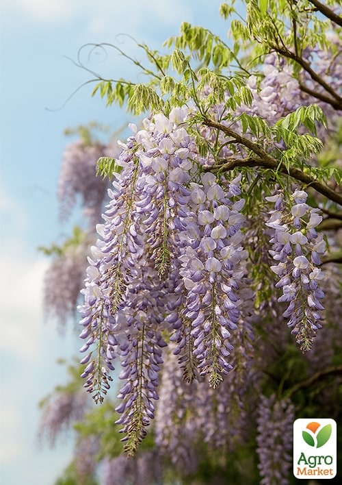 Гліцинія блакитна "Прематура" (Prematura)