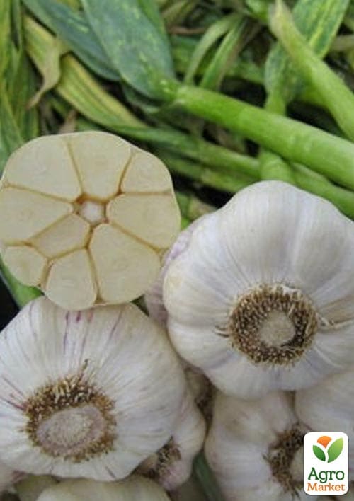 Чеснок гигант "Рокамболь" 0,5кг  - фото 2