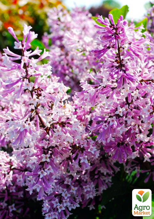 Сирень раскидистая "Miss Kim" вазон Р9