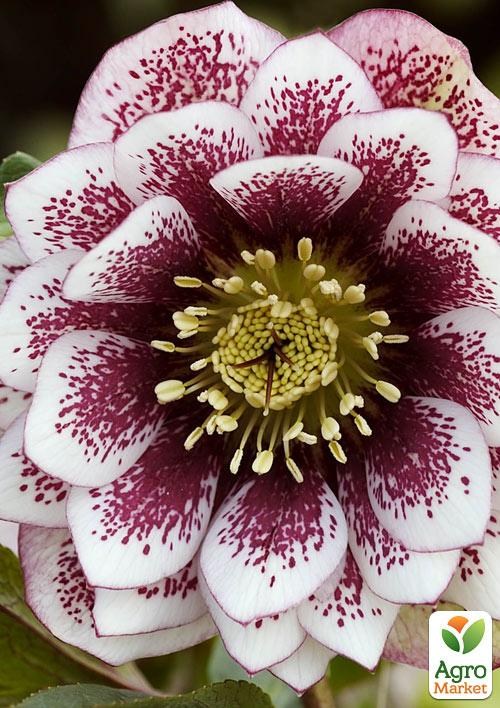 Морозник махровий (Helleborus) «Double Ellen Spotted White»