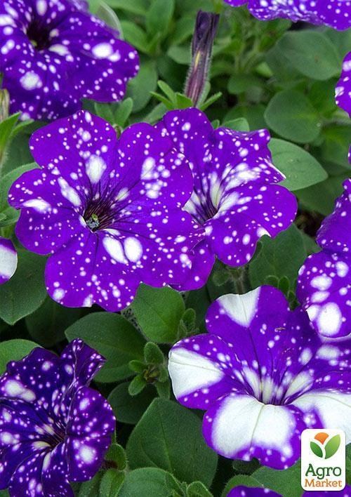 Петуния ампельная "Special Blue Splash" (контейнер №10, высота 10-15см) - фото 2