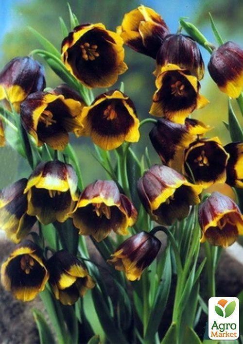 Фрітіларія "Uva Vulpis" (розмір 5/6, середній) 5шт в упаковці