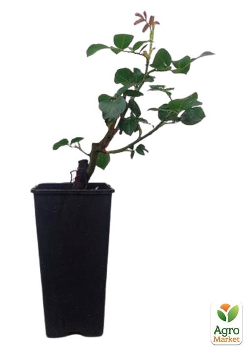 Роза в контейнере плетистая "Schneewalzer" (саженец класса АА+) - фото 2