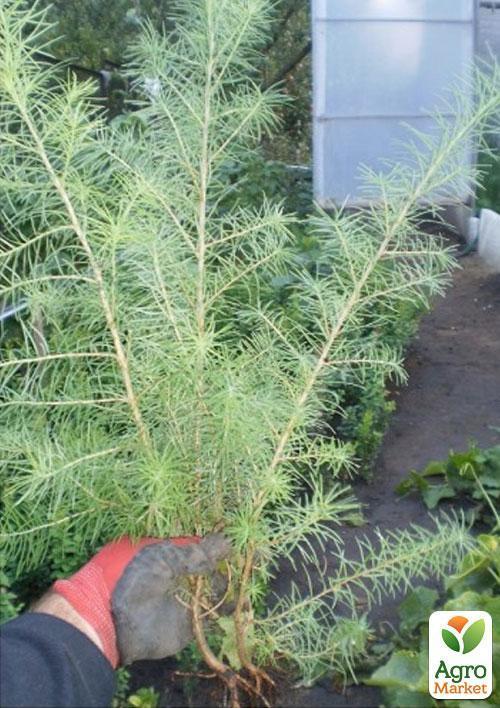 Модрина японська "Стіф Віпер" (Stiff weeper) горщик P9 - фото 3