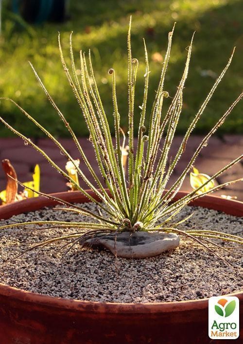 Росоліст "Равлик" ТМ "Vesna Exclusive" 5шт - фото 5