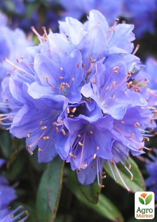 Рододендрон "Blue Tit" 2 летний (голубой) С1,5 высота 20-40см - фото 3