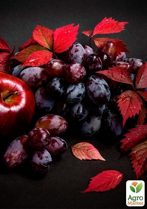 Виноград "Бруно" - фото 2