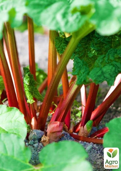 Ревень (в банке) ТМ "Весна Органик" 3г