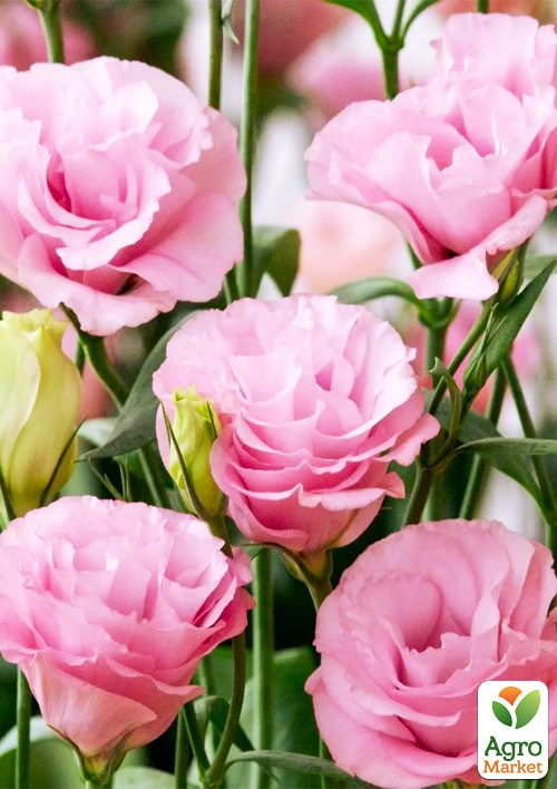 Эустома "Эхо розовая F1" ТМ "Vesna Exclusive" 5шт