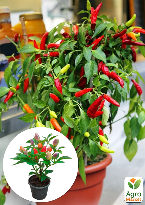 Перець кімнатний "Tabasco" гострий (їстівний, декоративний) 