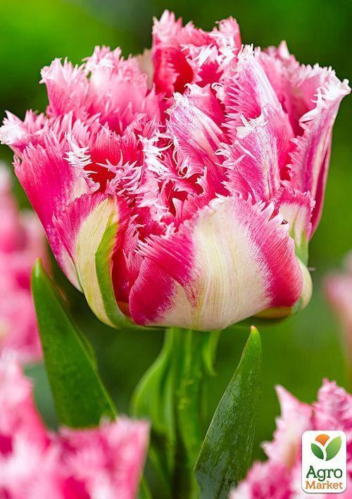 Тюльпан "Crispion Sweet" (размер 11/12 , крупный) 3шт в упаковке