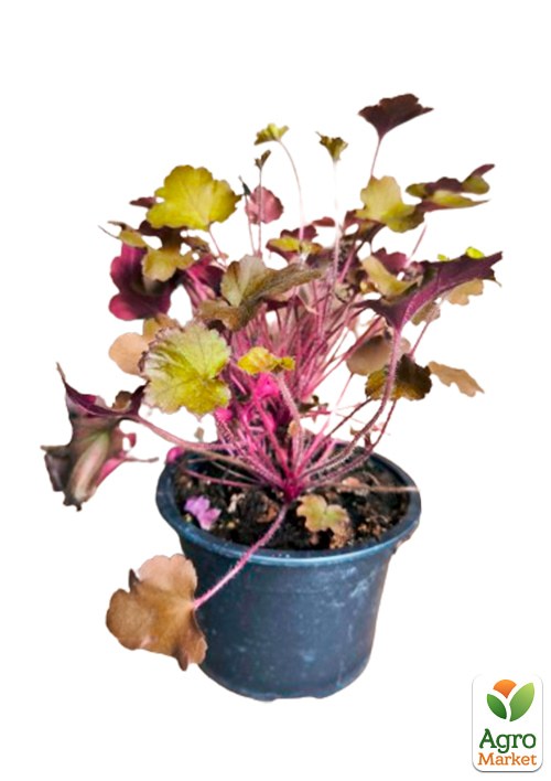 Гейхера (Heuchera) "Northern Exposure Amber"  - фото 2