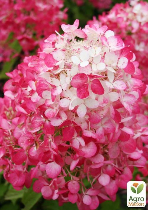 Гортензія волотиста "Diamond Rouge"