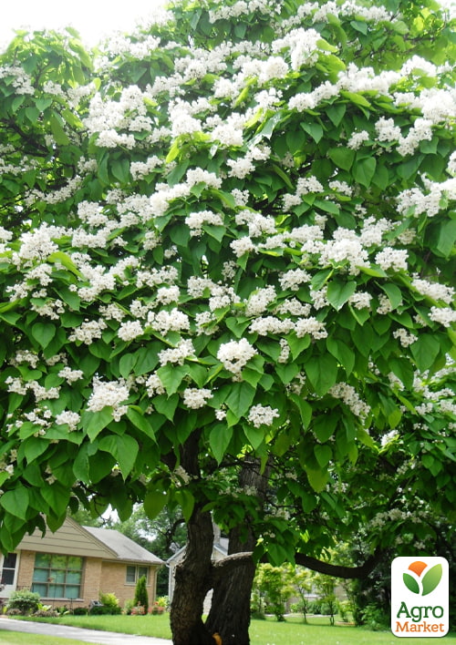 Катальпа китайская овальнолистная (Catalpa ovata), Р9