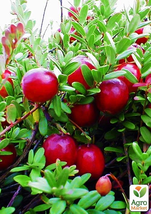 Журавлина "Бен Лір" (Ben Lear) (ранній термін дозрівання, високоврожайний сорт)