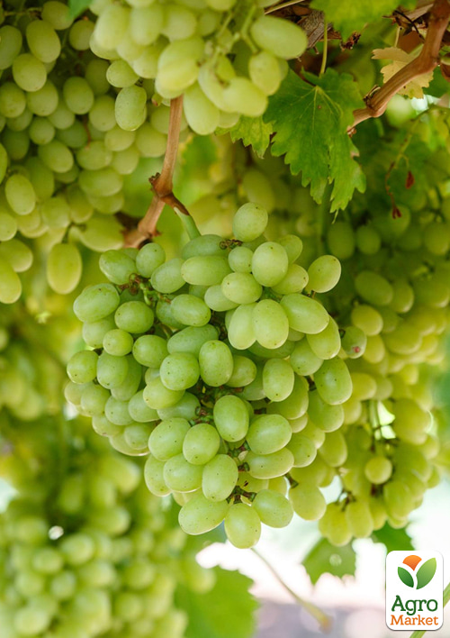 Виноград "Томпсон" (кишмиш)
