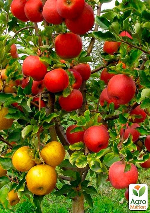 Эксклюзив! Дерево-сад Яблоня "Мутсу+Хоней Крисп" NEW