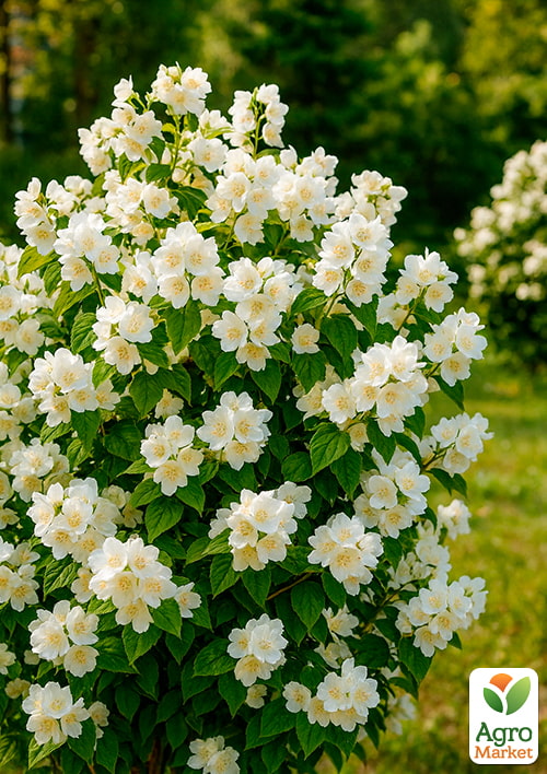 Жасмин садовий махровий "Вірджинал" (солодкий, досить сильний аромат) - фото 2