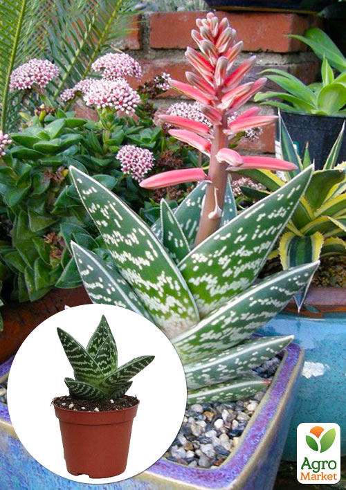 LMTD Алоэ тигровое "Variegata" высота растения 10см