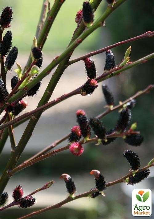 Ива тонкостолбиковая черная "Меланостахис" (Salix gracilistyla "Melanostachys") высота 25-40см - фото 4
