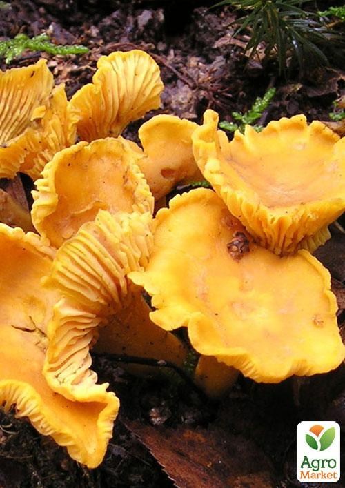 Сухий зерновий міцелій "Лисичка жовта" 100г
