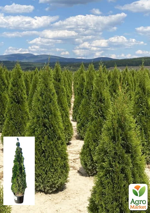 Туя западная "Smaragd" (ком/сетка) высота 200-220см