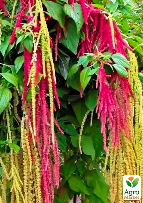 Амарант хвостатый "Магический каскад" ТМ "Vesna Exclusive" 0,2г