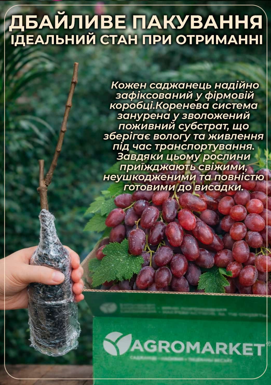 Виноград "Перцевий червоний" (ранній, крупний, врожайний)25