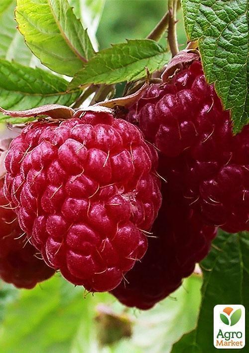 Малина "Оттава" (Ottawa) (середній термін дозрівання)