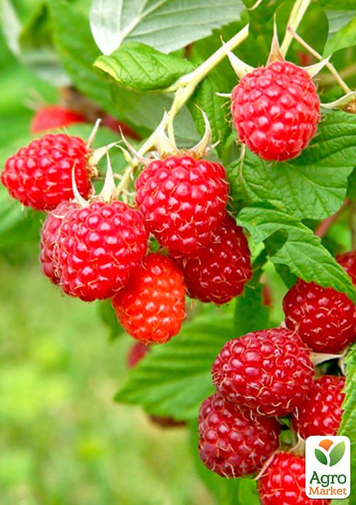 Малина "Зева" (ремонтантный высокоурожайный сорт)