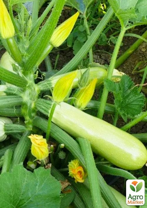 Кабачок "Муфаса F1" ТМ "Lark Seeds" 2500шт