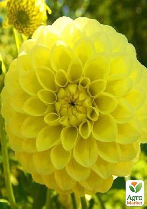 Георгина "Deepest Yellow"